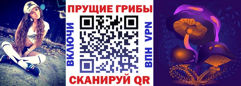 Галлюциногенные грибы Psilocybine cubensis Ачинск