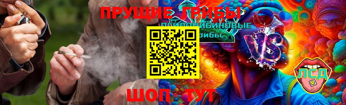 Галлюциногенные грибы Psilocybe Ачинск
